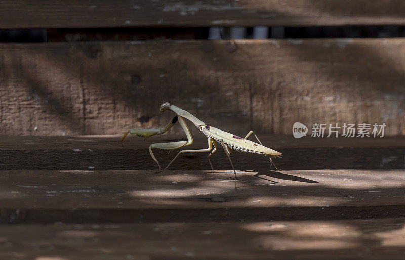雌性螳螂(mantis religiosa)坐在树上特写